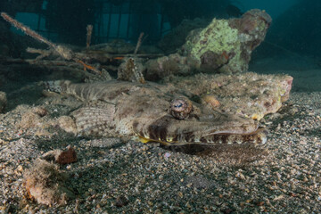 Fish swim in the Red Sea, colorful fish, Eilat Israel
