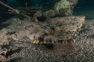 Fish swim in the Red Sea, colorful fish, Eilat Israel
