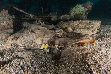 Fish swim in the Red Sea, colorful fish, Eilat Israel
