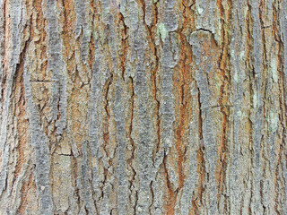 Closeup shot of a tree bark texture - obrazy, fototapety, plakaty