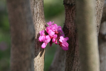 flower beside tree