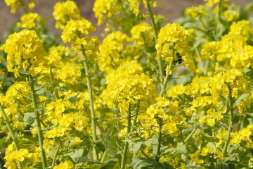 菜の花のクローズアップ/The field of rape blossoms in Japan