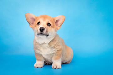 Mały, rudy corgi na błękitnym tle.  © nitka_zaplatana