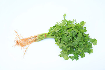 Coriander bunch isolated over white background