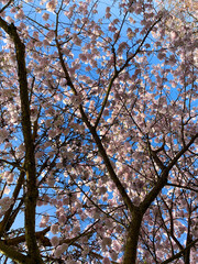 Cherry blossoms in spring