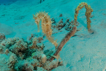 Hippocampus Sea ​​horse in the Red Sea Colorful and beautiful, Eilat Israel
