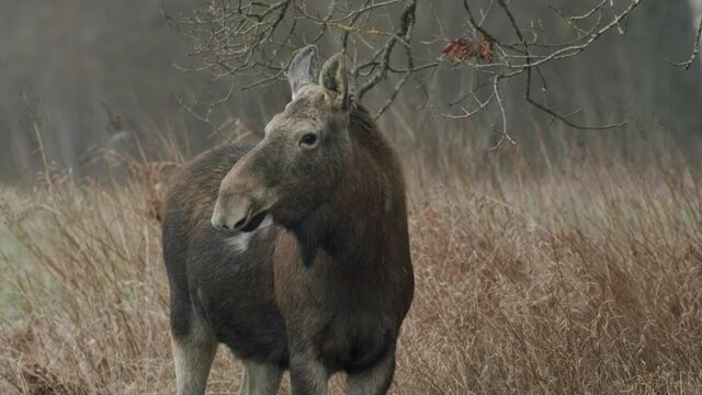 Wild old elk moose female calm peaceful looking around in early spring evening dusk