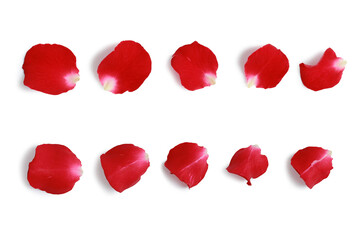 Red Rose petals isolated on white background - Front and Back view
