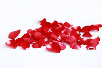 Red Rose petals over white background