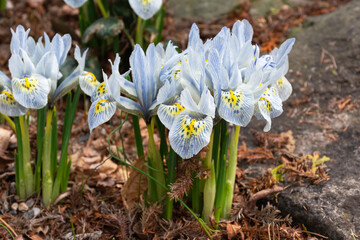 A rare blue flower, the dwarf  Iris Katharine Hodgkin, is seen blooming in early spring.