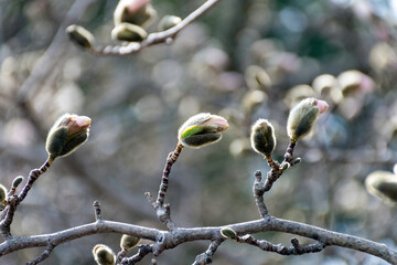 Beautiful spring magnolia flower and buds with abstract blur background.