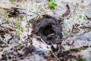 Burrow hole made by vole mouse in the ground in spring