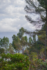 Paisajes de la sIerra de la Tramontana en Mallorca con acantilados, el mar y arboles caidos