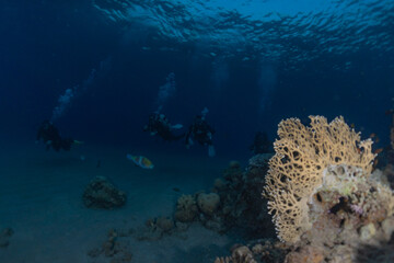 Coral reef and water plants in the Red Sea, Eilat Israel
