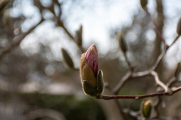 A closeup of a single soft pink magnolia flower bud opening  on a sunny spring day with a softly...