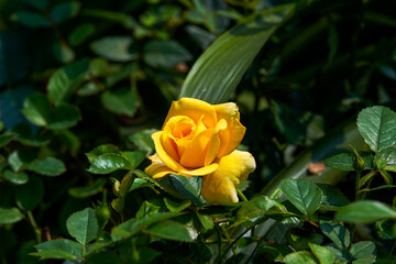 A beautiful blooming yellow-red rose flower close-up, Rosa chinensis Jacq.