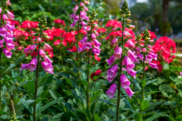 Close-up of a blooming pink bellflower flower, Campanula medium L.