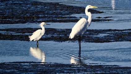 A Couple of Egrets in Central California