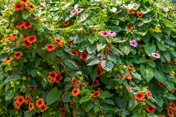 The lush black eyes climbing the wall, Thunbergia alata.