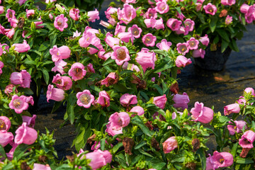 Obraz premium Close-up of a blooming pink bellflower flower, Campanula medium L.