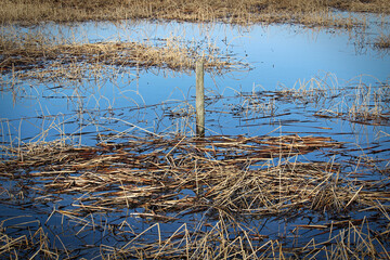 A barbed wire fence going through a swamp area in spring