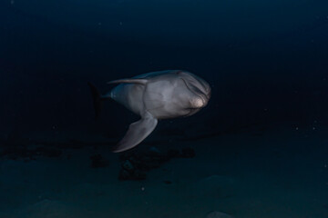 Dolphin swimming in the Red Sea, Eilat Israel
