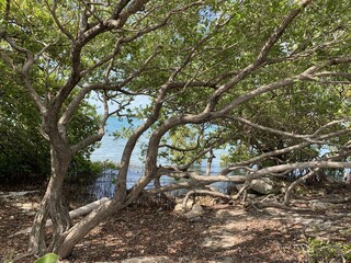 mangroves on the beach