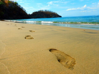 Costa Rica pacific sea life