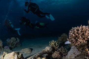 Coral reef and water plants in the Red Sea, Eilat Israel
