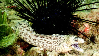 Costa Rica pacific sea life