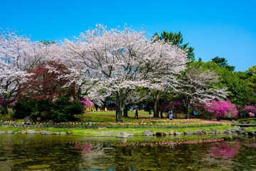 Obraz premium 別府公園