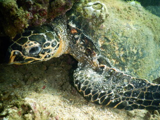 Costa Rica pacific sea life