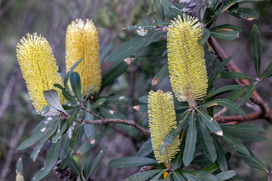 Coast Banksia Tree In Flower