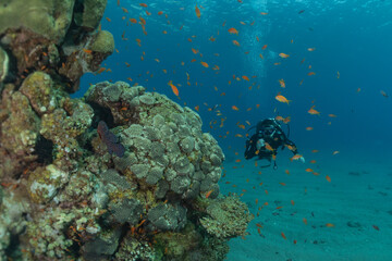 Coral reef and water plants in the Red Sea, Eilat Israel
