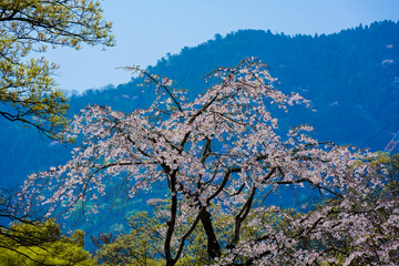 南立石公園の桜

