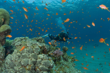 Obraz na płótnie Canvas Coral reef and water plants in the Red Sea, Eilat Israel 