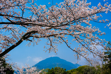 南立石公園の桜
