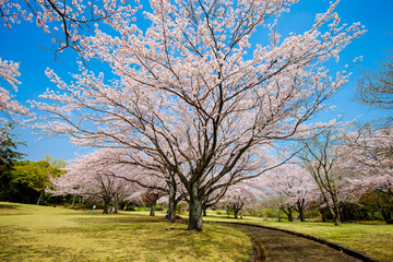 南立石公園の桜
