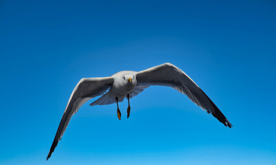 flying seagull in flight