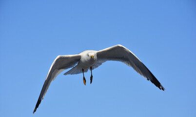 seagull in flight
