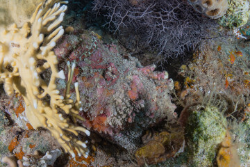 Coral reef and water plants in the Red Sea, Eilat Israel
