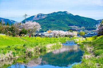 Fototapeta premium 由布院の桜