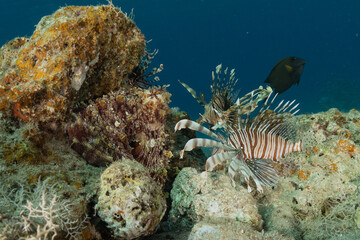 Lion fish in the Red Sea colorful fish, Eilat Israel
