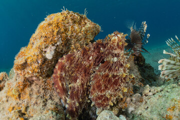 Octopus king of camouflage in the Red Sea, eilat israel 
