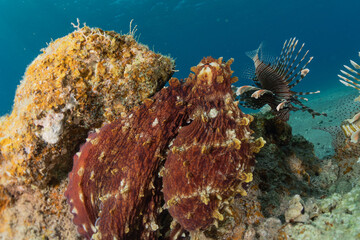 Octopus king of camouflage in the Red Sea, eilat israel 
