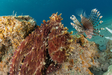 Octopus king of camouflage in the Red Sea, eilat israel 
