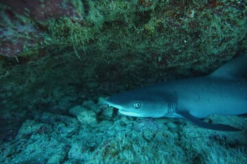 White Tip Reef Shark in Hawaii 