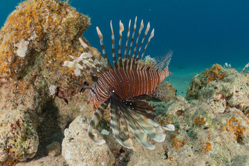 Lion fish in the Red Sea colorful fish, Eilat Israel
