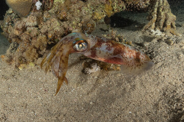 Octopus king of camouflage in the Red Sea, eilat israel 

