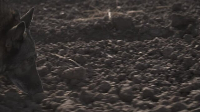 German shepherd dog sniffing and tracking ground. A trained large canine is looking for mines and explosives in the ground. The dog helps to search for mines in the ground. service dogs working.